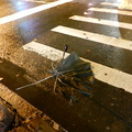 Discarded Umbrella Carcasses, NYC