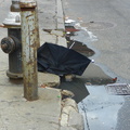 Discarded Umbrella Carcasses, NYC