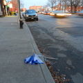 Discarded Umbrella Carcasses, NYC