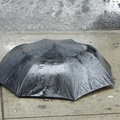 Discarded Umbrella Carcasses, NYC