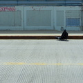 Discarded Umbrella Carcasses, NYC