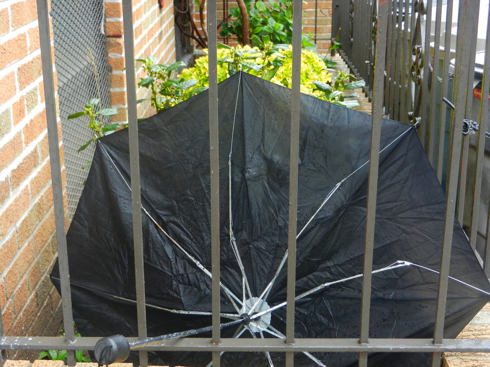 Discarded Umbrella Carcasses, NYC