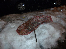 Discarded Umbrella Carcasses, NYC