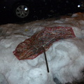 Discarded Umbrella Carcasses, NYC