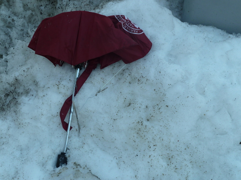 Discarded Umbrella Carcasses, NYC