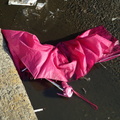 Discarded Umbrella Carcasses, NYC