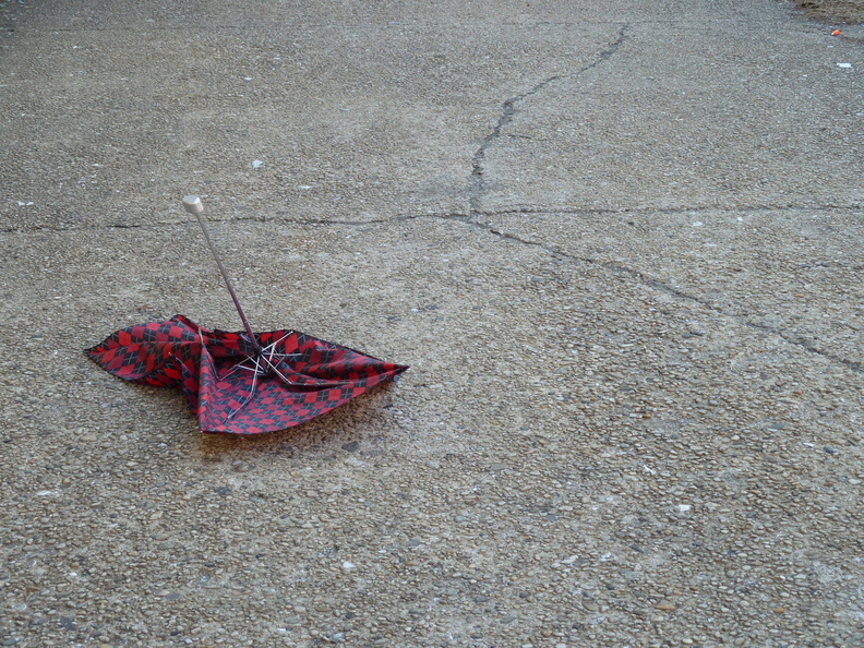 Discarded Umbrella Carcasses, NYC