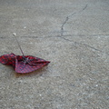 Discarded Umbrella Carcasses, NYC