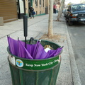 Discarded Umbrella Carcasses, NYC