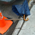 Discarded Umbrella Carcasses, NYC