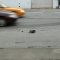 Discarded Umbrella Carcasses, NYC