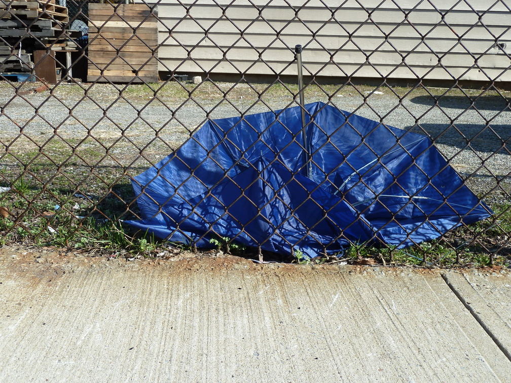 Discarded Umbrella Carcasses, NYC