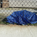 Discarded Umbrella Carcasses, NYC