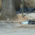 Discarded Umbrella Carcasses, NYC