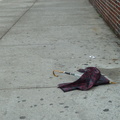 Discarded Umbrella Carcasses, NYC