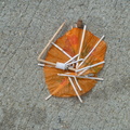 Discarded Umbrella Carcasses, NYC