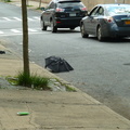 Discarded Umbrella Carcasses, NYC