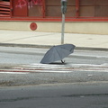 Discarded Umbrella Carcasses, NYC