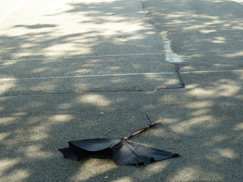 Discarded Umbrella Carcasses, NYC