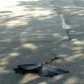 Discarded Umbrella Carcasses, NYC