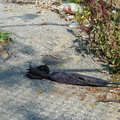 Discarded Umbrella Carcasses, NYC