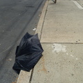 Discarded Umbrella Carcasses, NYC