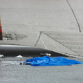 Discarded Umbrella Carcasses, NYC