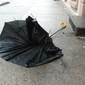 Discarded Umbrella Carcasses, NYC