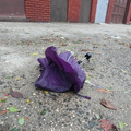 Discarded Umbrella Carcasses, NYC