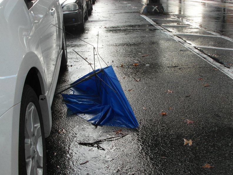 Discarded Umbrella Carcasses, NYC