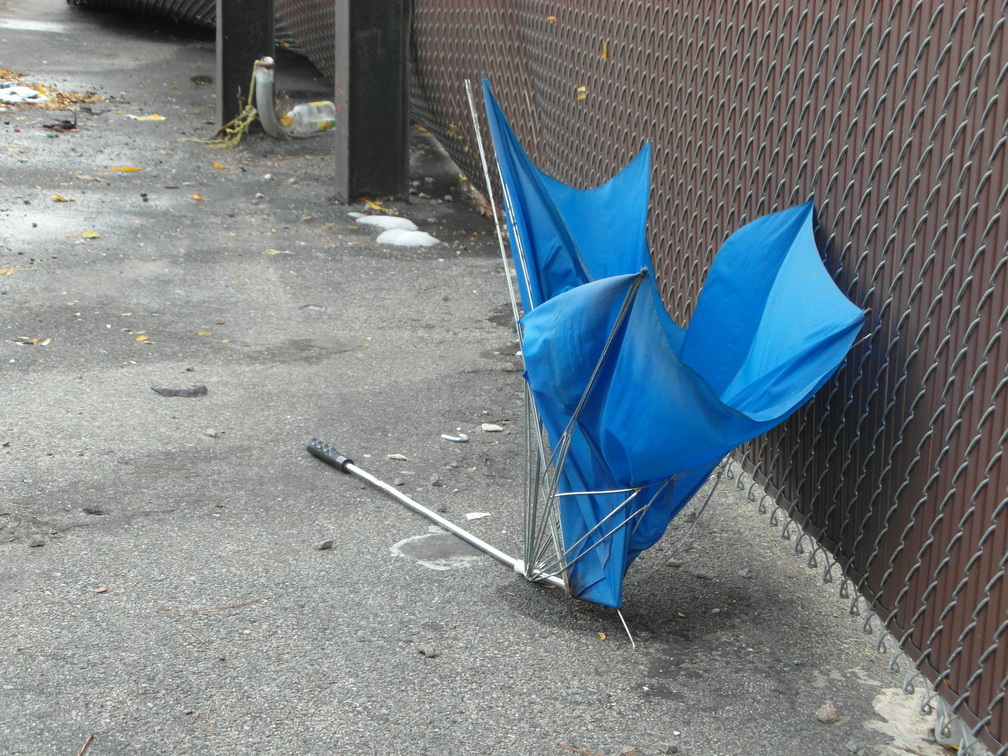 Discarded Umbrella Carcasses, NYC