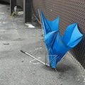 Discarded Umbrella Carcasses, NYC