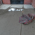 Discarded Umbrella Carcasses, NYC