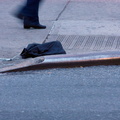 Discarded Umbrella Carcasses, NYC