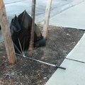 Discarded Umbrella Carcasses, NYC