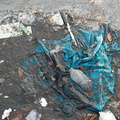 Discarded Umbrella Carcasses, NYC