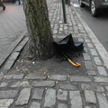 Discarded Umbrella Carcasses, NYC