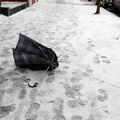 Discarded Umbrella Carcasses, NYC