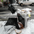 Discarded Umbrella Carcasses, NYC