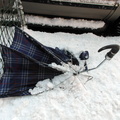 Discarded Umbrella Carcasses, NYC