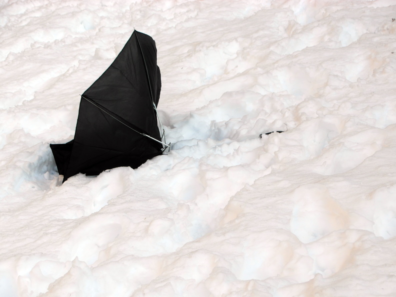 Discarded Umbrella Carcasses, NYC