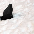 Discarded Umbrella Carcasses, NYC