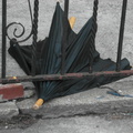 Discarded Umbrella Carcasses, NYC