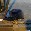 Discarded Umbrella Carcasses, NYC