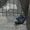 Discarded Umbrella Carcasses, NYC