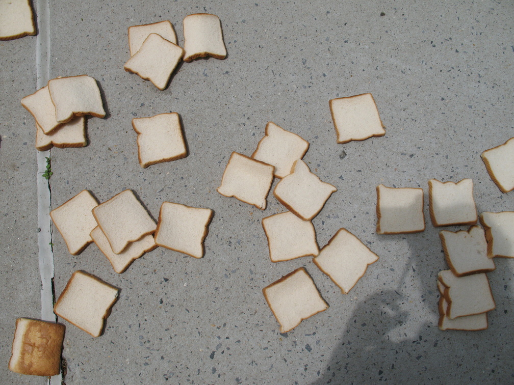 A Field of Dead Bread