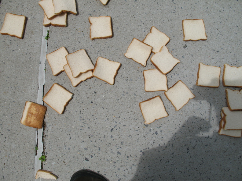 A Field of Dead Bread