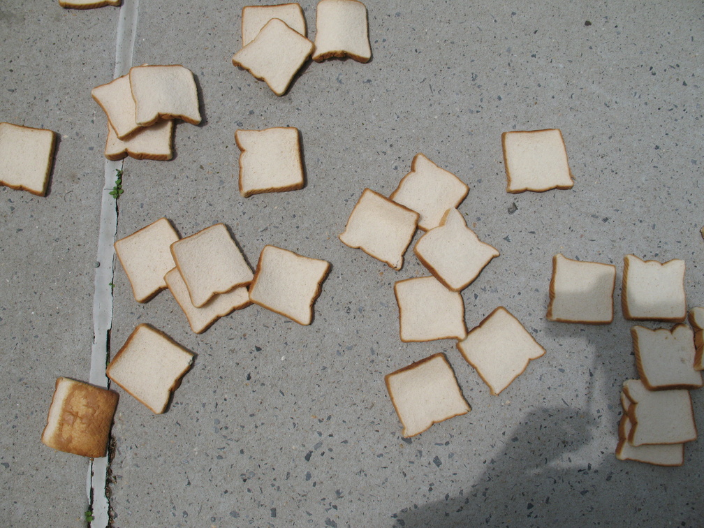 A Field of Dead Bread