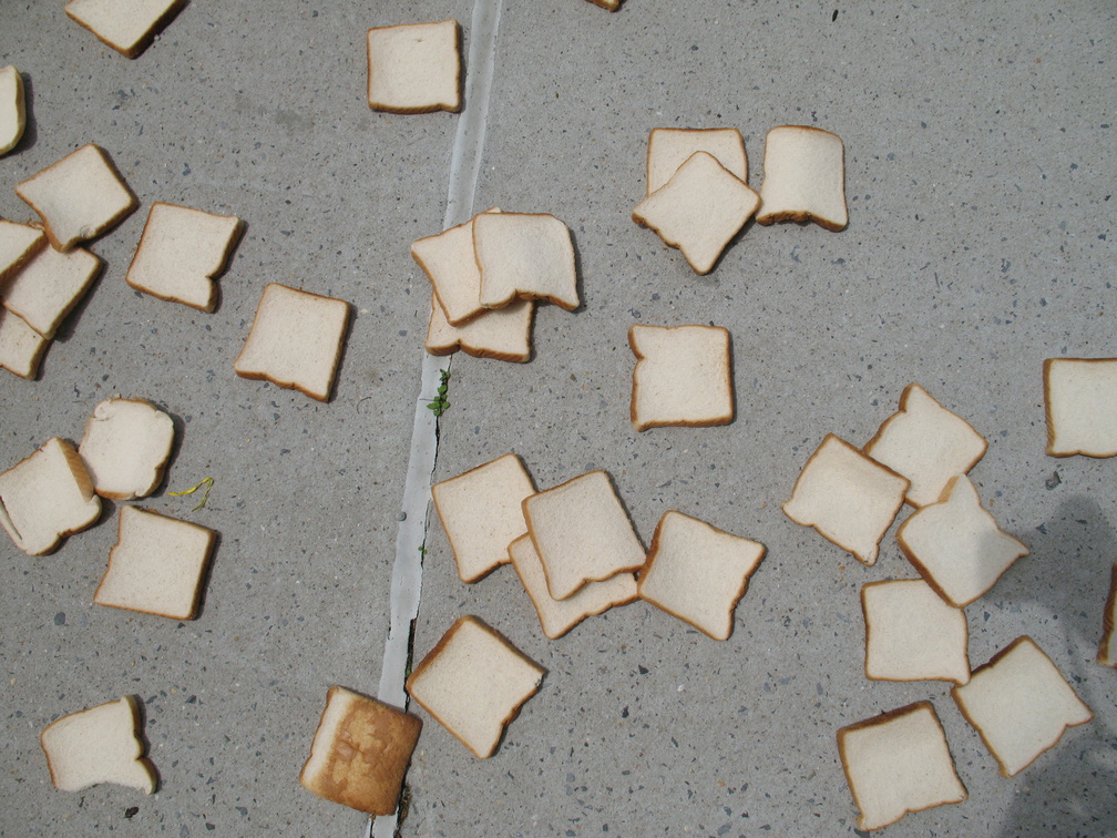 A Field of Dead Bread