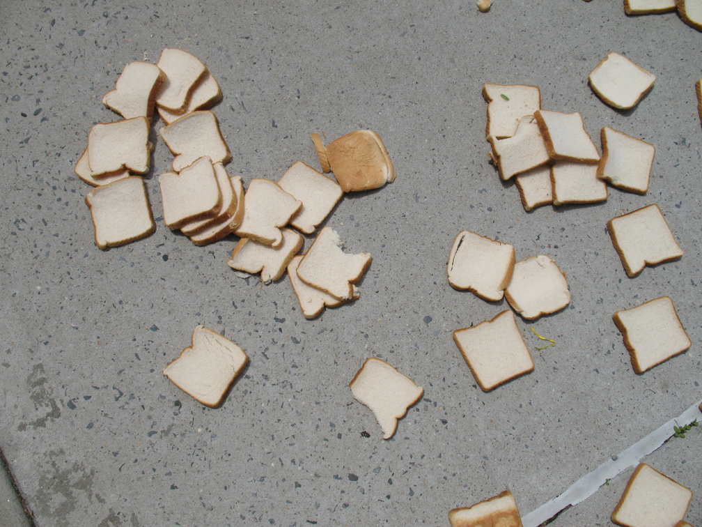 A Field of Dead Bread